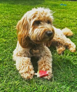 Pup Ice- Ready to Freeze at Home Dog Treats-Edible Chews for Small Breed Dogs & Puppies with Real Chicken to Keep Your Pup Cool Year Round, Fruity Lollies Watermelon Flavor, 3pcs