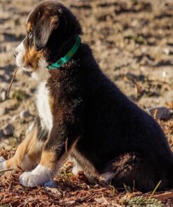 Puppy, S-M Dog Essentials Starter Kit Incl Harness and Collar Leash Sets, Blanket, 2 Travel Bowls, 3 Rope Toys, Pads, Poop Bags, 2 Bandanas Perfect for New Dog Owner, Birthday,...