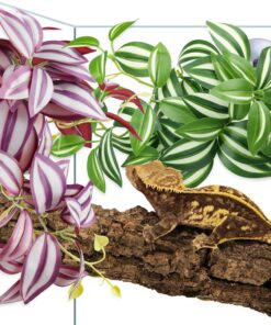 QUOZUO 2 Pack Reptile Plants, Artificial Hanging Plants with Suction Cups, Habitat Decor Plastic Vines Decorations for Bearded Dragons Lizards Snake Geckos Frogs -Purple and Green