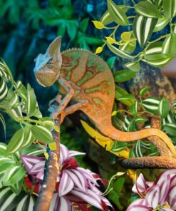 QUOZUO 2 Pack Reptile Plants, Artificial Hanging Plants with Suction Cups, Habitat Decor Plastic Vines Decorations for Bearded Dragons Lizards Snake Geckos Frogs -Purple and Green