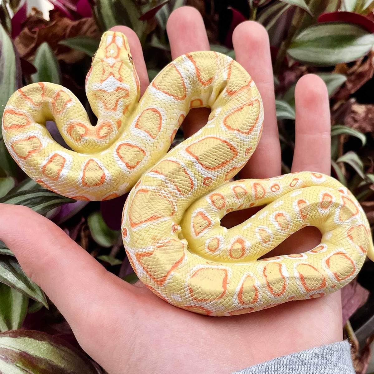 Safari Ltd. Albino Burmese Python Figurine - Lifelike 5.5" Snake Figure - Educational Toy for Boys, Girls, and Kids Ages 3+