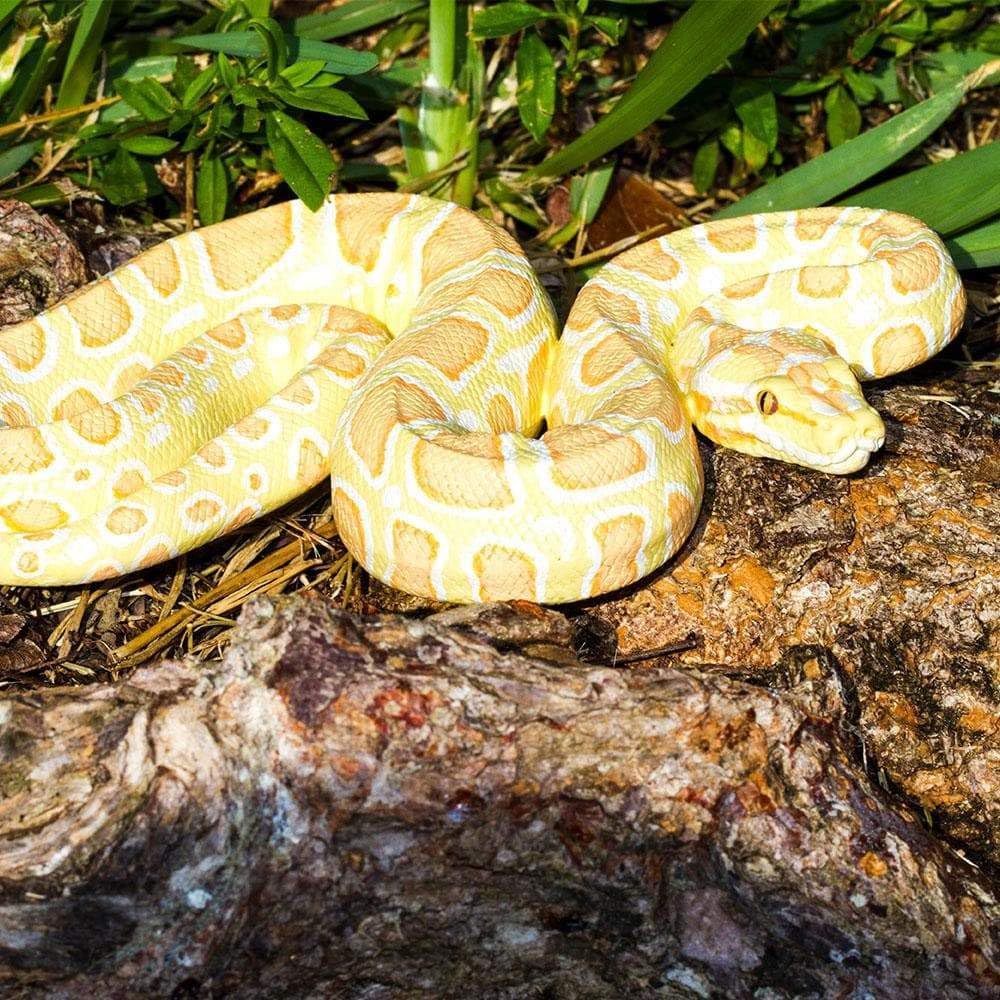 Safari Ltd. Albino Burmese Python Figurine - Lifelike 5.5" Snake Figure - Educational Toy for Boys, Girls, and Kids Ages 3+