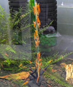 Shrimp Stix by ShrimpEnvy - Aquarium Lollies Food for Fish Snail Crab Invertebrates (Shrimp Stix (10pcs x 8 inches))