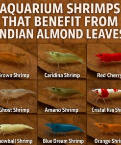 Shrimp Tank Accessories Indian Almond Leaves for Shrimps,Snails,Crayfish 10 Pack, 6” Dried Catappa Leaves for Aquariums, Betta Fish, Breeding Tanks,...