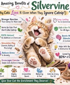Silvervine Powder for Cats- 100% Natural Catnip Alternative - Longer, Stronger Lasting Play Stimulant