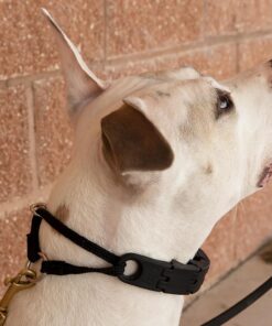 Starmark Pro-Training Dog Collar Large
