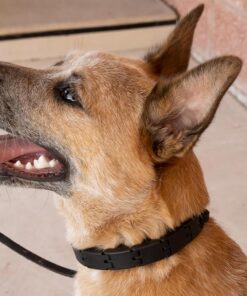Starmark Pro-Training Dog Collar Large