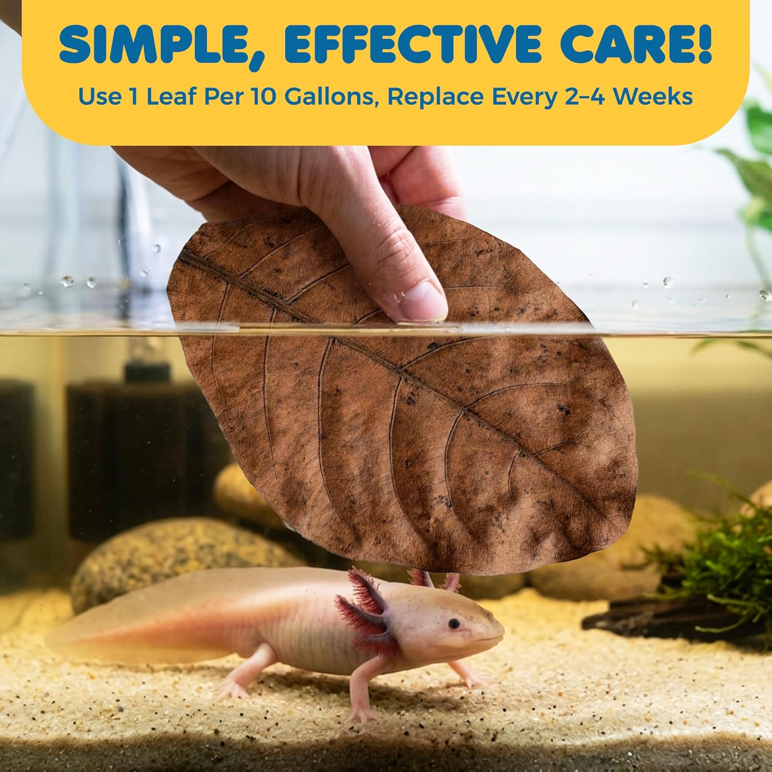 SunGrow 10 Pack Axolotl Indian Almond Leaves for Aquarium, 5-Inches, Catappa Leaf Soothes Pet’s Slime Skin, Aquarium Water Conditioner Leaves Improves Tank Water Quality, Speeds...