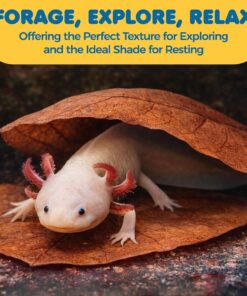 SunGrow 10 Pack Axolotl Indian Almond Leaves for Aquarium, 5-Inches, Catappa Leaf Soothes Pet’s Slime Skin, Aquarium Water Conditioner Leaves Improves Tank Water Quality, Speeds...