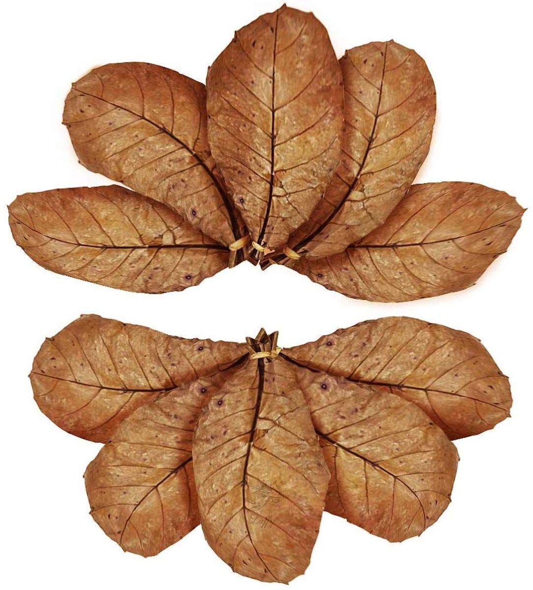 SunGrow 10 Pack Axolotl Indian Almond Leaves for Aquarium, 5-Inches, Catappa Leaf Soothes Pet’s Slime Skin, Aquarium Water Conditioner Leaves Improves Tank Water Quality, Speeds...