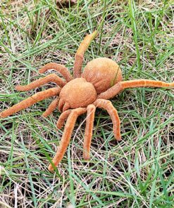 Tipmant Electric Spider Tarantula Animal Toy Vibration Crawling Pets Cat Dog Puppy Teasing Toys Prank Scary Kids Gifts