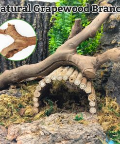 VCEPJH Snake Climbing Branch, 2Pcs Reptile Wood Natural Cork Log Tank Accessories Tree Trunk for Chameleon Bearded Dragon Gecko Snake Frog Spider