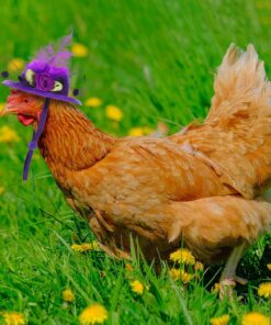 Weewooday 6 Pieces Chicken Hats for Hen Mini Chicken Helmet Accessories Feather Top Funny Small Hat Funny with Adjustable Elastic Chin Strap for Animal Costume (Fresh Color,...
