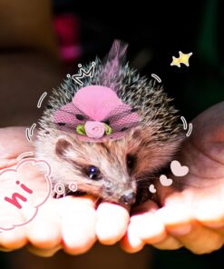 Weewooday 6 Pieces Chicken Hats for Hen Mini Chicken Helmet Accessories Feather Top Funny Small Hat Funny with Adjustable Elastic Chin Strap for Animal Costume (Fresh Color,...